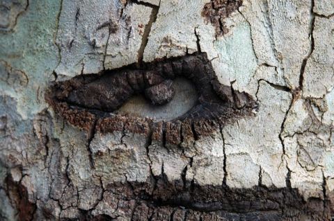 Regard d'arbre